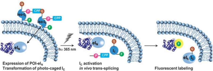 세포 내 타겟 단백질의 선택적 형광 라벨링 반응 및 광활성화 반응 전략