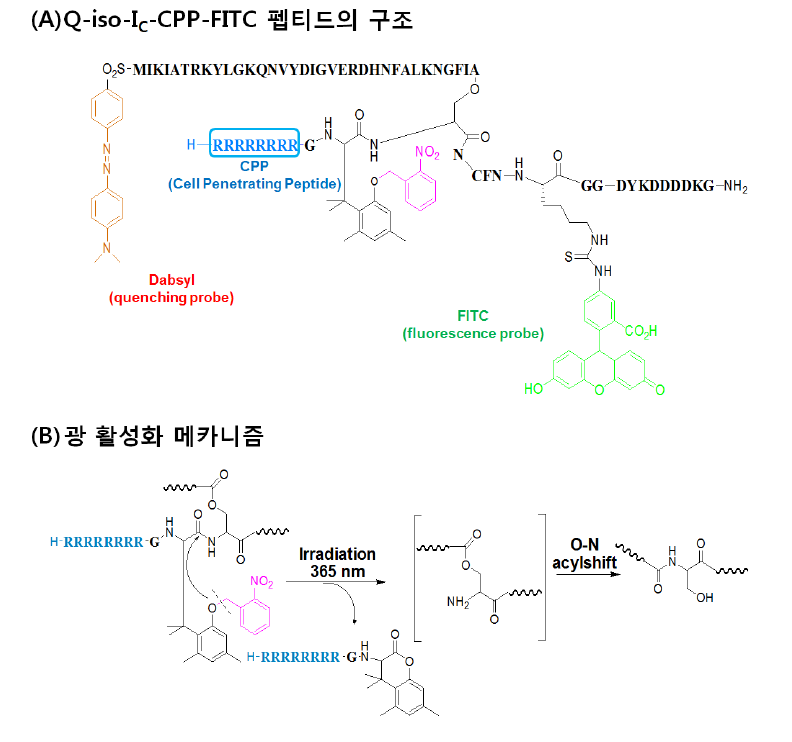 (A) Q-iso-IC-CPP-Fl 펩티드의 구조와 (B) Photo-cage가 conjugation 되어있는 iso-peptide가 광반응에 의하여 native peptide로 복귀되는 메커니즘