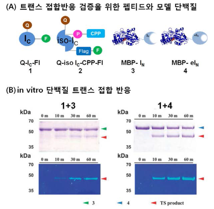 Coomassie Brilliant Blue 염색법과 fluorescence imaging을 통한 engineered IN과 wIN의 트랜스 접합 반응의 효율 비교