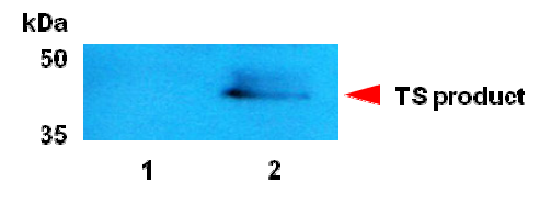 Western-blot 분석을 통한 살아있는 세포내에 단백질 트랜스접합 반응 검출.