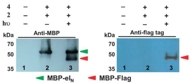 공초점 현미경과 western blotting을 통한 in vivo 단백질 트랜스접합 반응 효율 검증