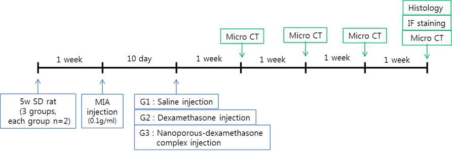 마우스 질병모델의 약물 전달 효능을 평가하기 위한 실험 프로토콜