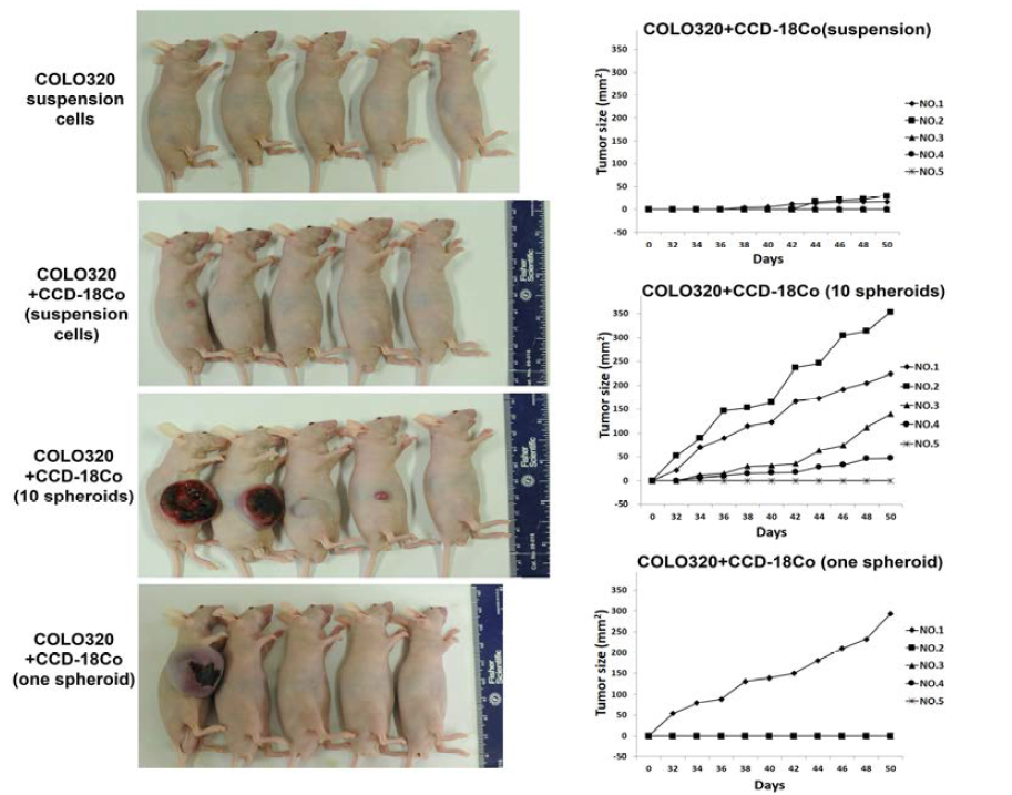 Cancer cell spheroids exhibited increased tumourigenicity in vivo. COLO320HSR cancer cells with CCD-18Co fibroblasts generated xenograft tumours in nude mice.