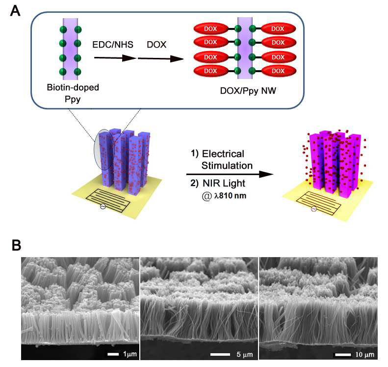 Doxorubicin-conjugated 된 폴리피롤 나노와이어 구조체 (DOX/Ppy NWs)의 개발 scheme 및 5 􌩋m, 15 􌩋m, 25􌩋m 세 종류의 길이를 가진 DOX/Ppy NW platform의 SEM images.