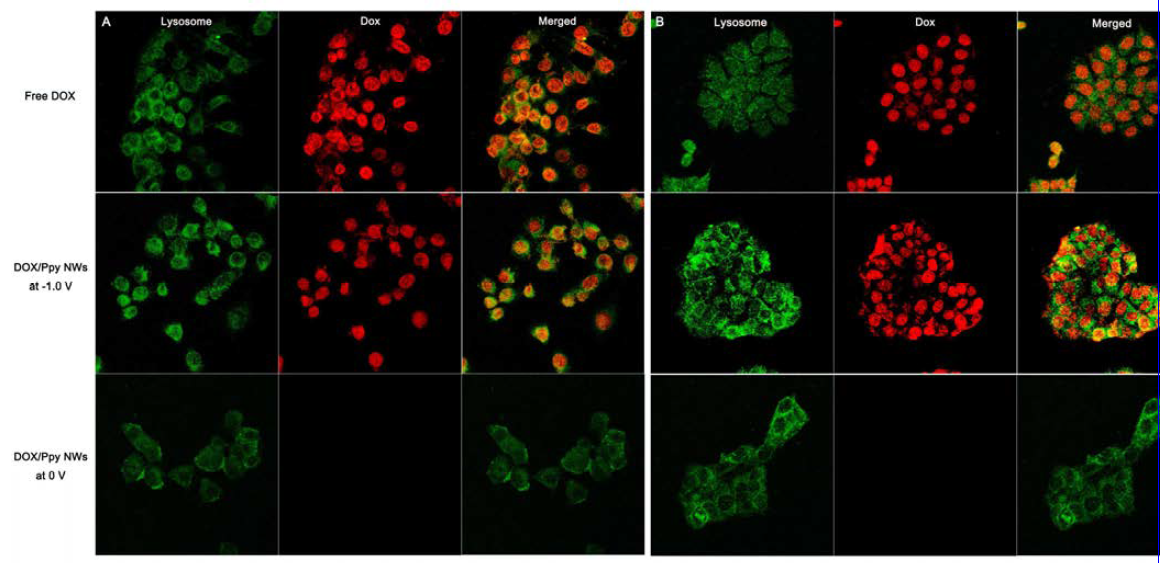 (A) KB 세포 및 MCF7 세포를 이용하여 DOX/Ppy NW로부터 전기 자극에 의하여 방출된 약물의 항암 능력을 평가함.