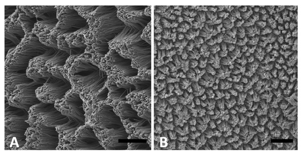 폴리피롤 나노와이어 구조체의 SEM images.