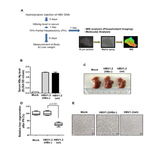 HBV mouse model의 특징과 virus에 의한 간재생 저해 확인