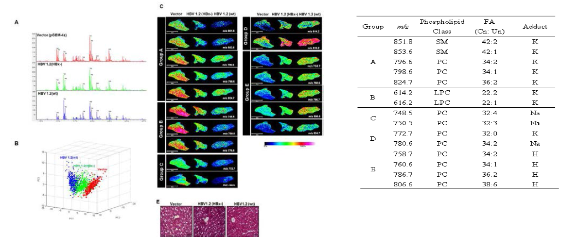 재생간의 MALDI Imaging MASS분석