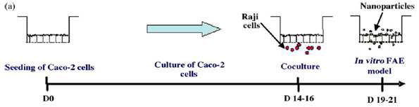 위장관 상피세포와 lymphoma 세포를 이용한 in vitro 3D human FAE model의 원리