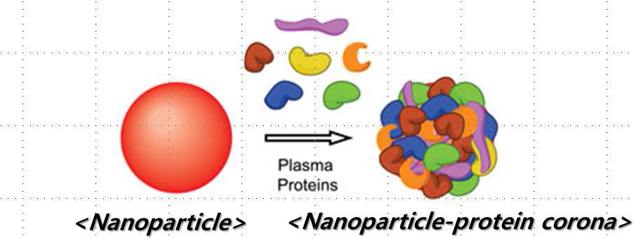 나노물질의 nanoparticle-protein corona 형성의 모식도