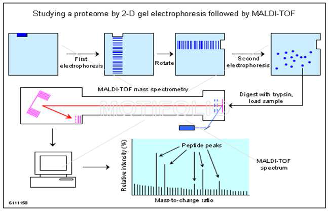 Proteomics 기법에 의한 나노물질 흡수 장기에서의 단백질 발현량 비교 분석