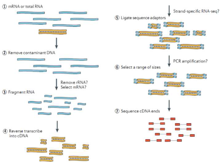 NGS기법을 적용하여 RNA 시퀀싱 분석을 위한 실험방법 흐름도