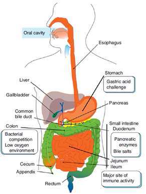 위장관 섭취에 의한 생체 내 환경