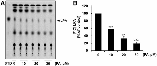 PA의 lysophosphatidic acid (LPA) 합성 저해 효과를 HepG2 세포에서 확인.