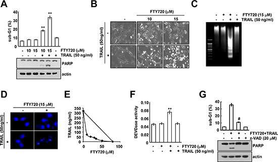 신장암 세포주 Caki세포에서 S1P의 활성을 조절하는 FTY720에 의한 TRAIL유도 세포사멸 증진 효과 확인