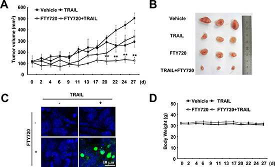 in vivo에서 FTY720과 TRAIL병합처리에 의한 세포사멸 효과 확인