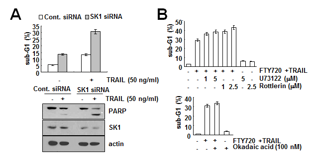 Sphingosine kinase 1의 관련성 및 FTY720에 의한 TRAIL 매개 세포사멸 증가 조절 신호조절 체계 확인