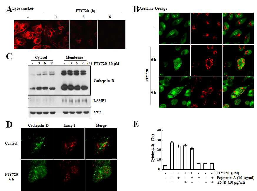 Glioma에서 FTY720에 의한 lysosomal membrane permeabilization