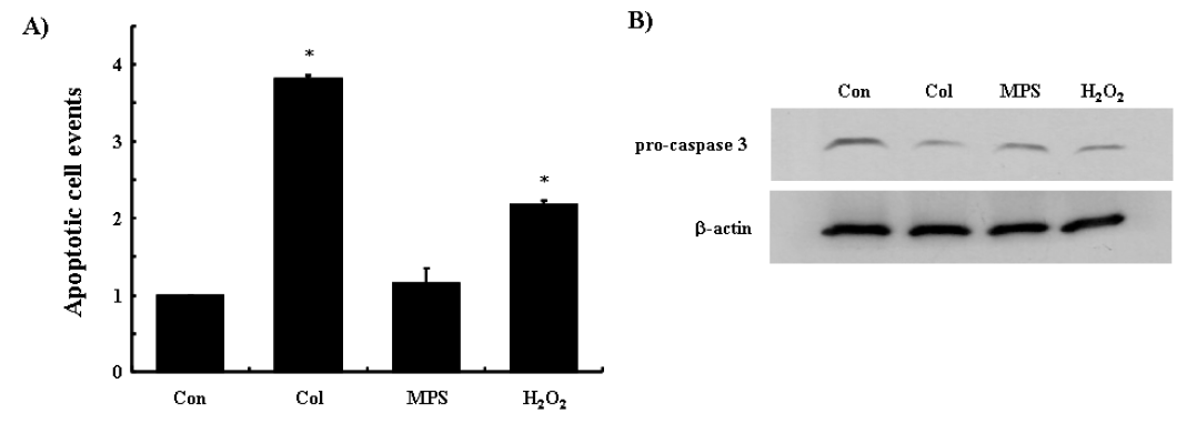 Apoptosis 분석 및 caspase 3 활성