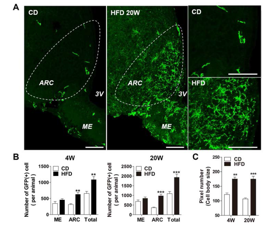 정상쥐와 비만쥐의 시상하부 ARC 주변의 골수유래 대식세포의 분포 비교
