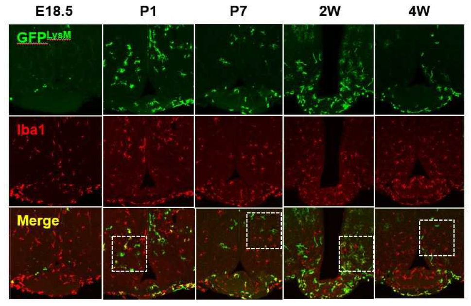 LysM/GFP 세포와 resident microglia의 발생 과정