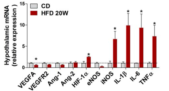 20주간 CD와 HFD를 한 동물의 시상하부 내 유전자 발현 분석