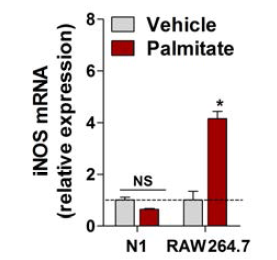 N1 cell과 RAW264.7 cell에서 palmitate에 의한 iNOS 발현 분석