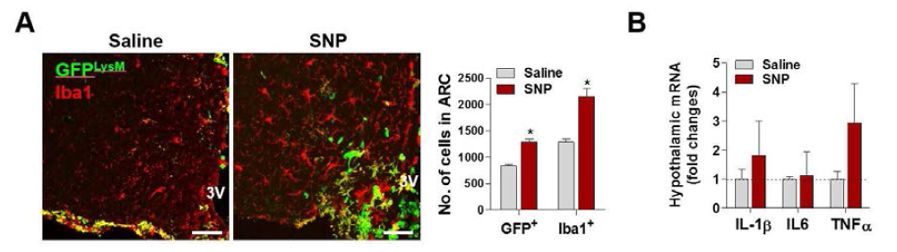 5일간의 SNP (1 ug) ICV injection에 의한 시상하부 GFP+ 세포 및 염증성 cytokine 발현 변화
