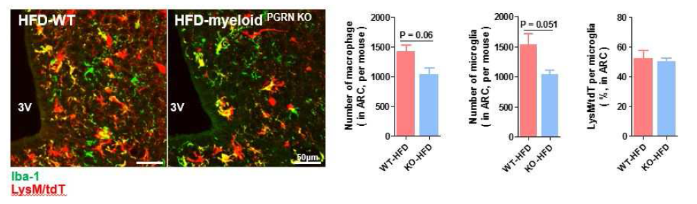 Myeloid cell에 PGRN이 deletion된 동물 시상하부에서의 macrophage 및 microglia 분석