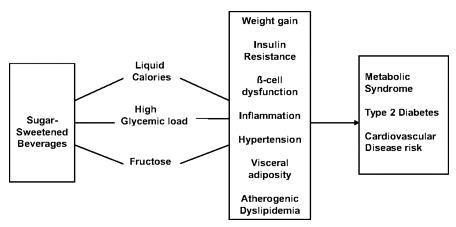 가당음료수가 만성질환에 미치는 관련 기작