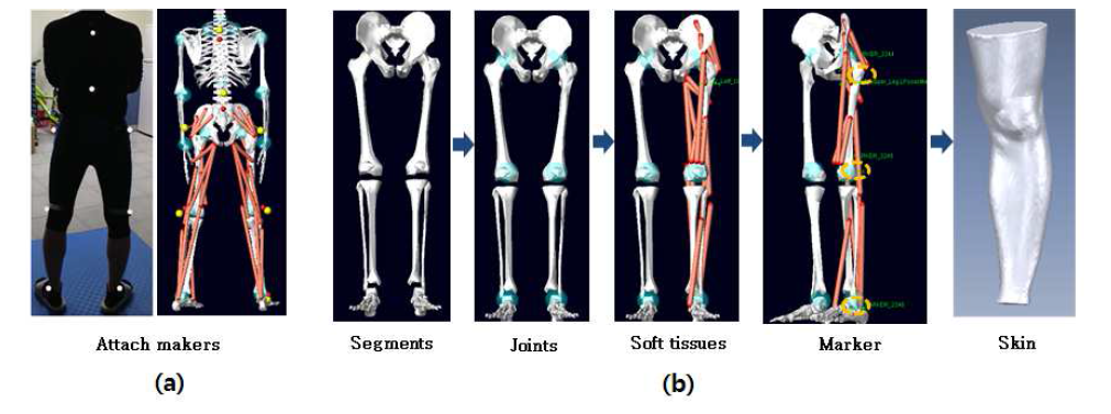 (a)Maker location of motion capture (b) The modeling process of the lower body for biomechanical analysis