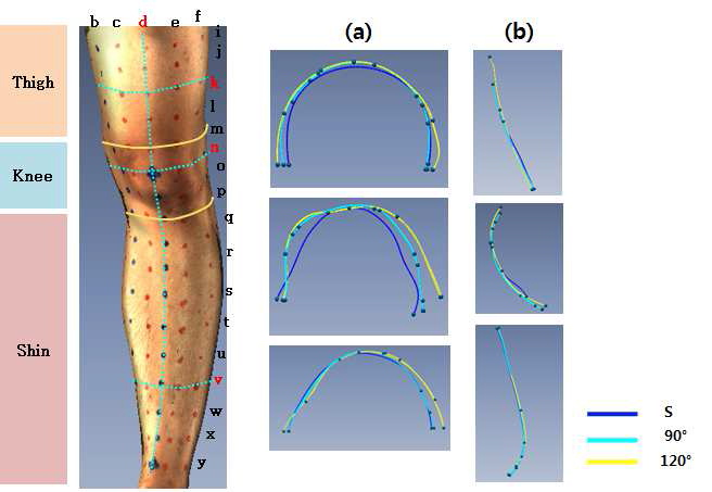 (a) Horizontal section view (b) Vertical section view during knee flexion