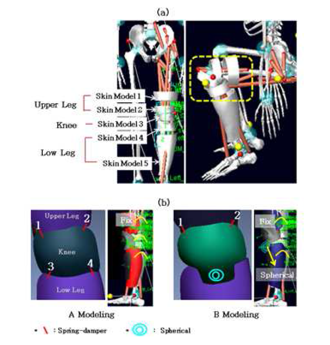 (a) Skin segments modeling process (b) Spring connection positions and boundary conditions