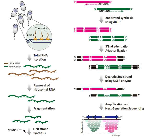 본 연구에서 사용되는 stranded RNA-seq 기법