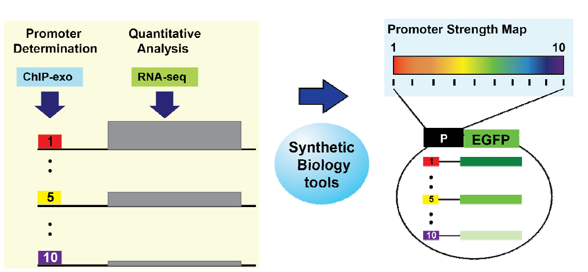 프로모터 탐색 및 RNA 발현 정량분석에 기반한 다양한 세기의 프로모터 개발