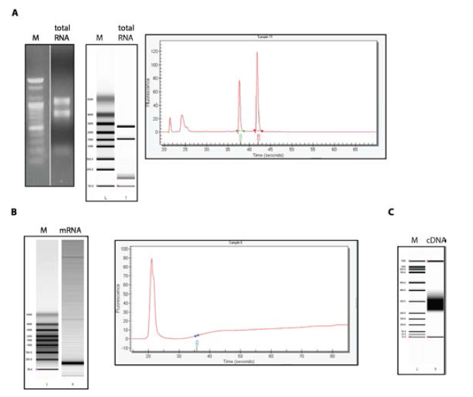 총 전사체의 분리(A), rRNA 제거를 통한 mRNA 분리(B), 그리고 전사체 라이브러리의 제작(C)이 검증됨.