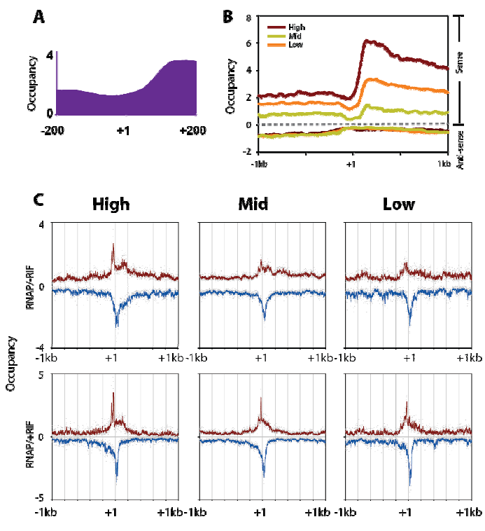 생물학정보학을 이용해 RNA-seq 으로부터 얻은 데이터로부 터, 전사시작 위치 –1kb 와 +1kb 내에서의 총 전사체들에 대한 포화도 측정 (A), 각 유전자에 대한 RNA 발 현량에 따른 high, mid, low 3가지 로 각각 유전자의 전사 점유도를 정 량화함 (B), 각각 정량화하여 나눈 전사체 그룹에 해당하는 유전자들의 RNA 중합효소에 대한 이들의 점유 도를 ChIP-exo 에 의한 결과로 비 교함 (C).