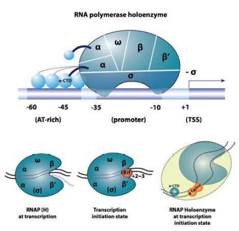 RNA 중합 전효소의 구성