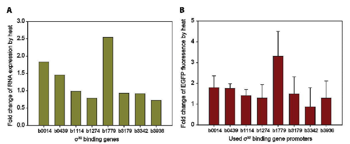 σ32 에 의해 인지되는 유전자들의 온도 충격에 따른 RNA 발현 변화량 (A) 과 이들의 프로모터 영역 (-300 nt ~ -1 nt)을 이용한 EGFP 발현의 변화량 (B).