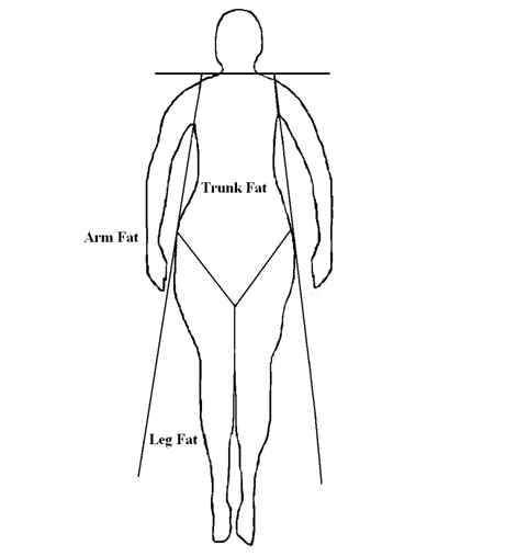 DXA를 이용한 부위별 체지방량의 분포