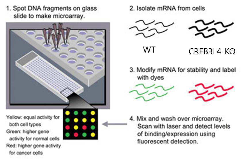 microarry 실험 과정