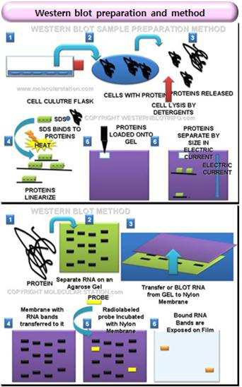 western blot의 실험과정