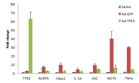 TFE3에 의한 Inflammasome 및 cytokines 유전자 발현 감소