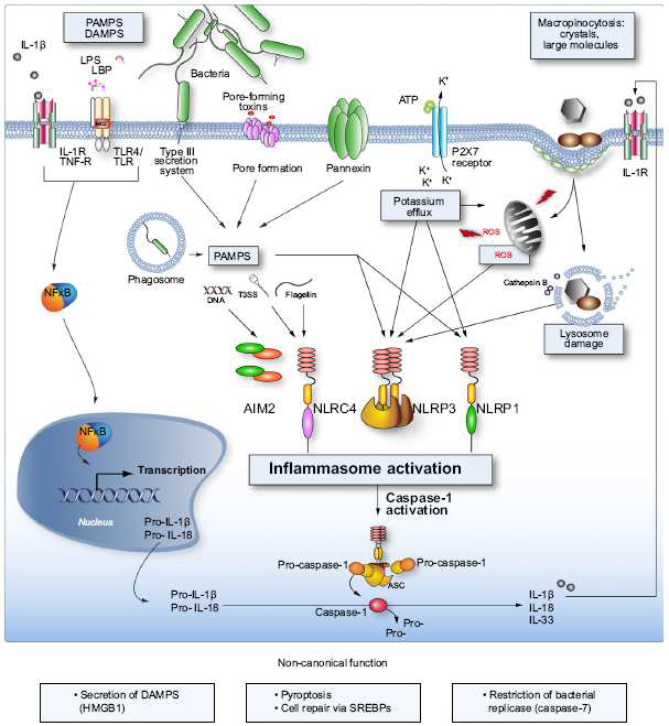 세포내에서 Inflammation 형성 과정 (8)