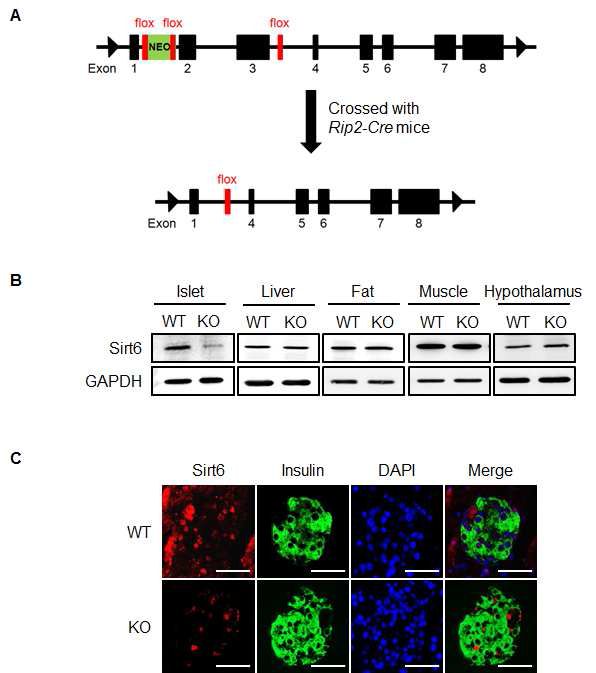 (A) 췌장 베타세포 특이적 SIRT6 conditional KO 마우스 제작 모식도 및 (B) 췌장 소도에서 SIRT6에 대한 western blotting, (D) immunohistochemistry 분석