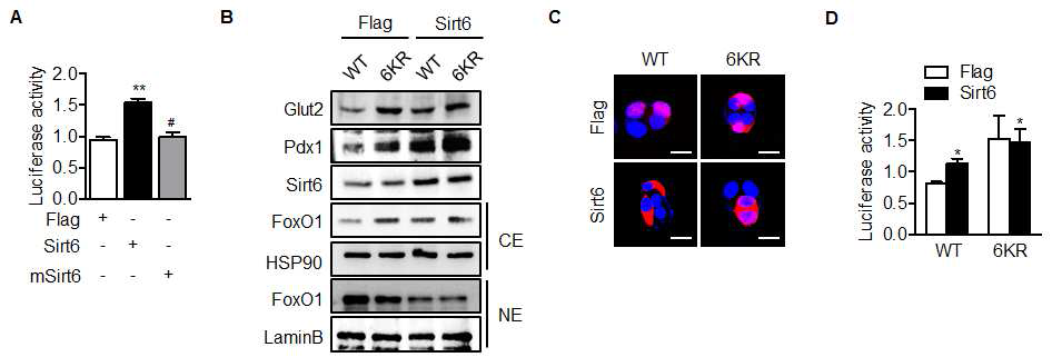 6KR FOXO1 mutant에 의한 PDX1과 Glut2의 발현 조절 (A) SIRT6에 의해 PDX1 의 luciferase activity가 증가함, (B) 세포 내 6KR과 SIRT6에 의해 PDX1과 Glut2의 발현 과 FOXO1의 nuclear export가 증가함, (C) 형광염색을 통해 FOXO1의 subcellular localization 변화 확인, (D) 세포 내 6KR과 SIRT6에 의해 PDX1의 luciferase activity가 증가함