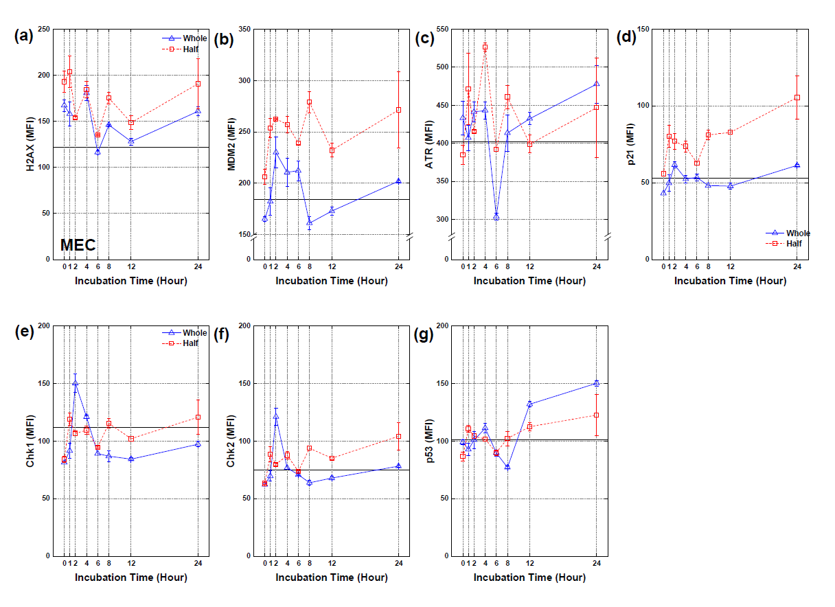 MEC 실험재 세포의 8 Gy 조사 후 시간 경과에 따른 세포내 각 단백질 MFI 값 변화 (solid line, 대조군)
