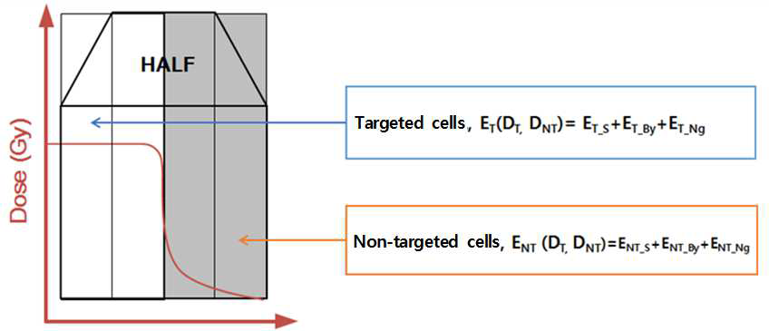 실험재 세포 50% 조사(half beam) 시 표적세포(white)와 비표적세포(gray) 영역의 선량분포와 세포증식능 영향 요소 표기.