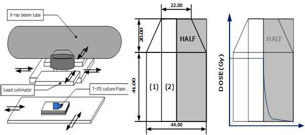 실험재세포 방사선조사 영역 조절 장치 (좌)를 이용한 실험재 세포 표적조사 영역 (1), (2)와 비표적 영역(gray)의 분리 (중앙)와 방사선 피폭선량 분포 개요 (우).