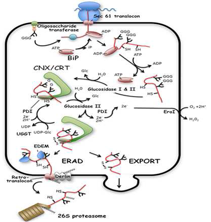 단백질 Folding and Modification in the ER.